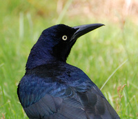 [Great-Tailed Grackle]