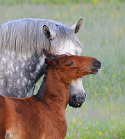 [Constance Bay Horses]