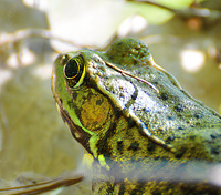 [Northern Green Frog]